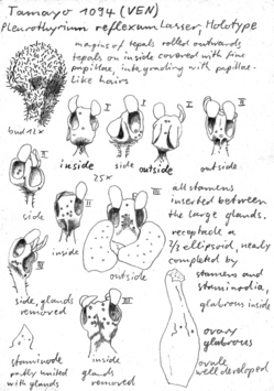 Vorschaubild Pleurothyrium reflexum Lasser